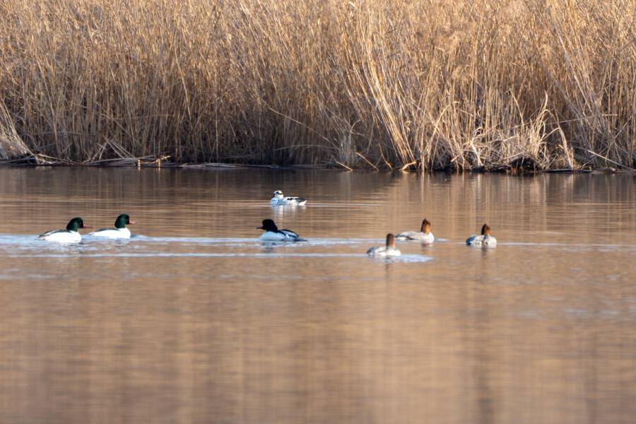뒤늦게 올리는 강릉 탐조_28.jpg