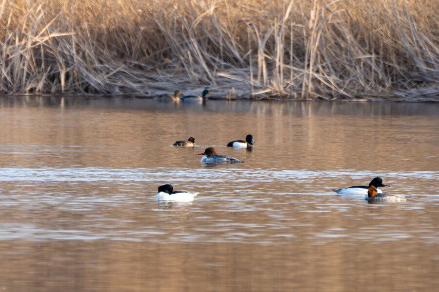 뒤늦게 올리는 강릉 탐조_29.jpg