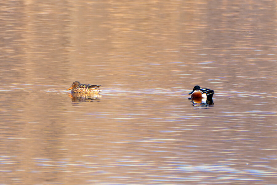 뒤늦게 올리는 강릉 탐조_30.jpg