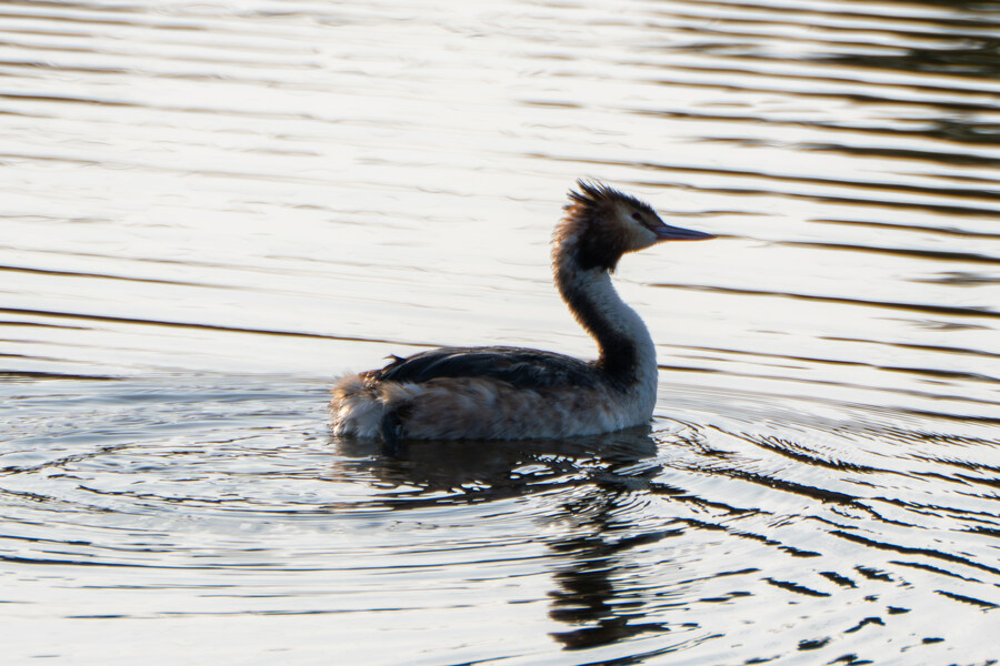 뒤늦게 올리는 강릉 탐조_31.jpg