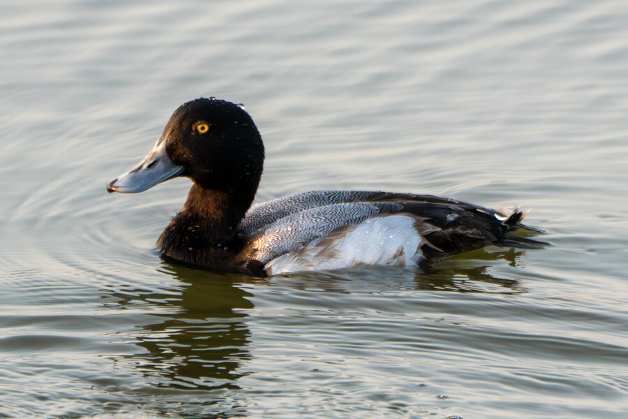 뒤늦게 올리는 강릉 탐조_38.jpg