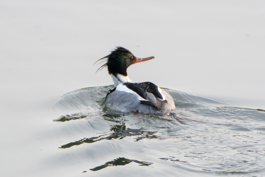 뒤늦게 올리는 강릉 탐조_42.jpg
