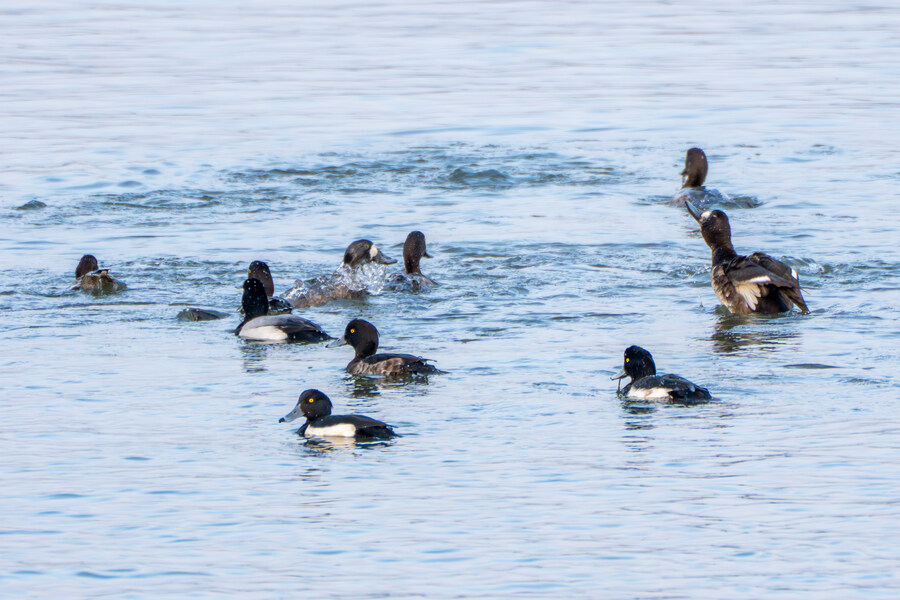뒤늦게 올리는 강릉 탐조_45.jpg