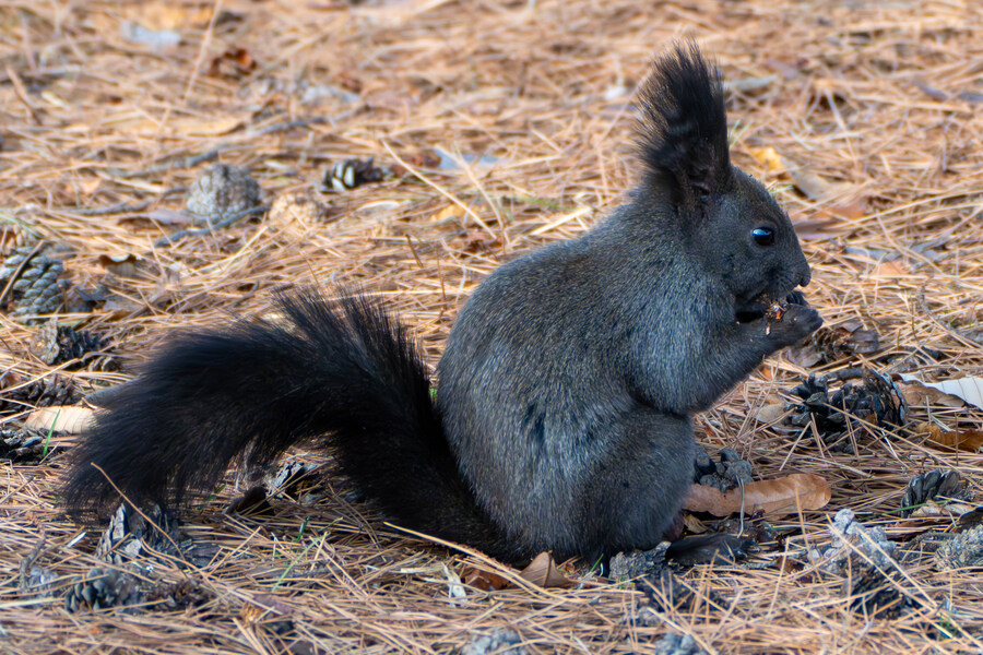 뒤늦게 올리는 강릉 탐조_47.jpg