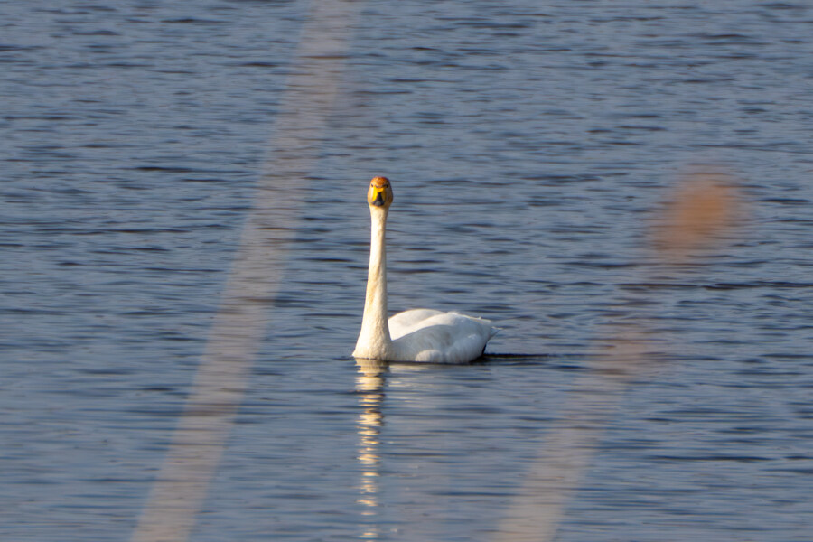 뒤늦게 올리는 강릉 탐조_60.jpg
