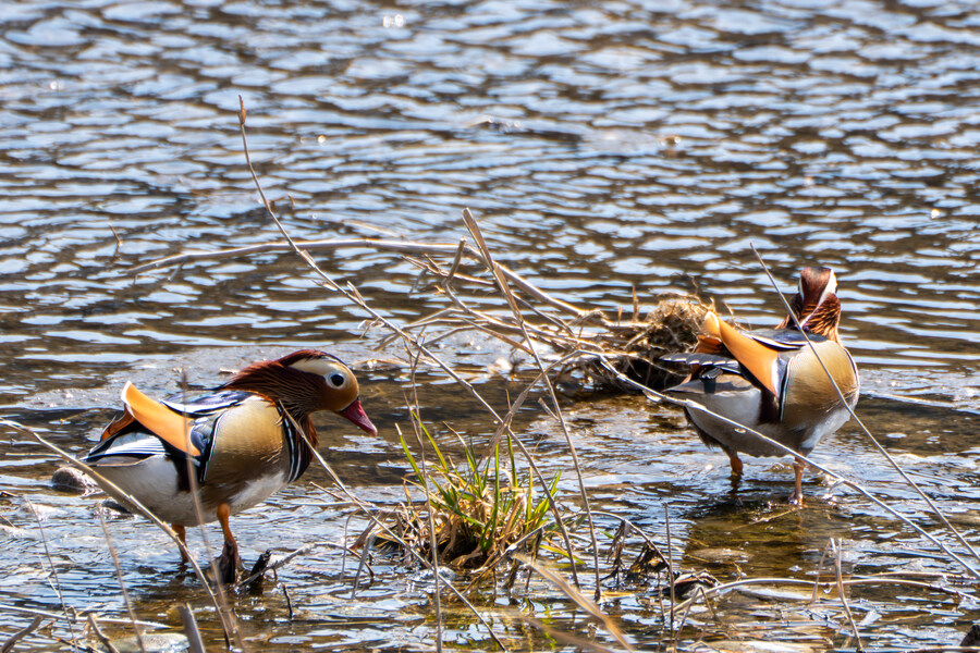 뒤늦게 올리는 강릉 탐조_66.jpg