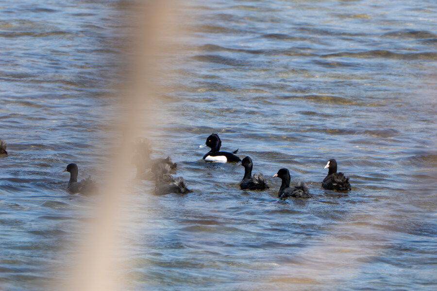 뒤늦게 올리는 강릉 탐조_77.jpg