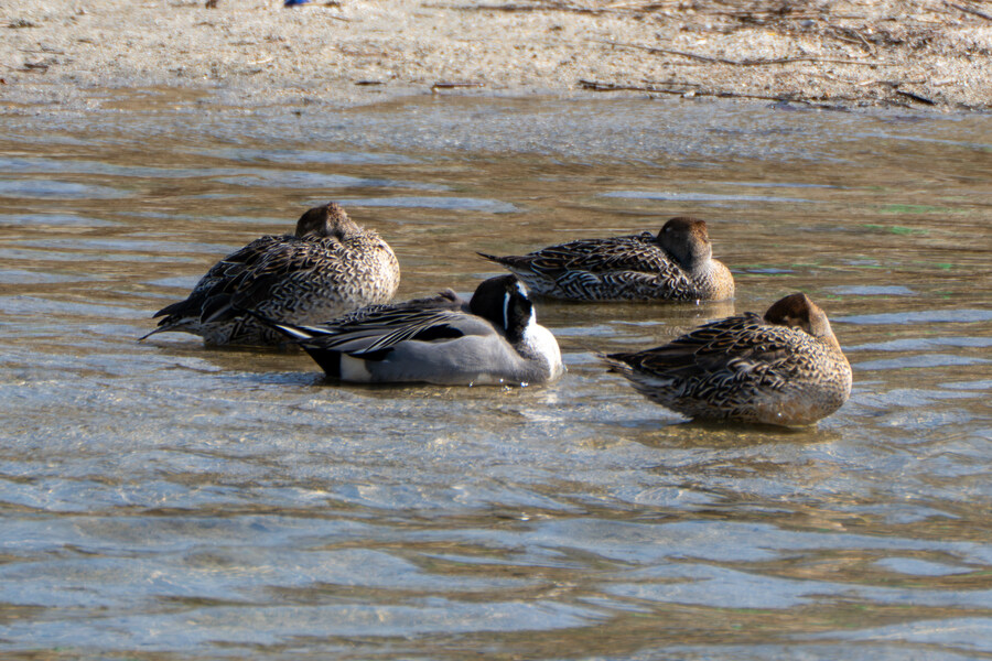 뒤늦게 올리는 강릉 탐조_75.jpg