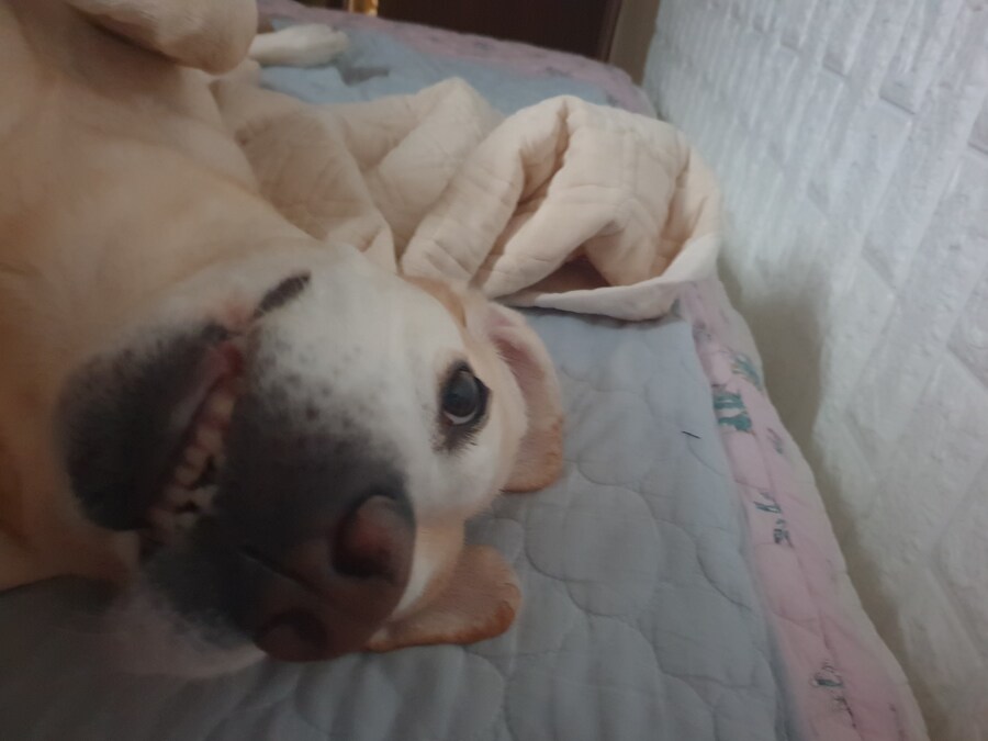 무슨무슨법에 따라 개와 고양이 짤은 열장…_2.jpg
