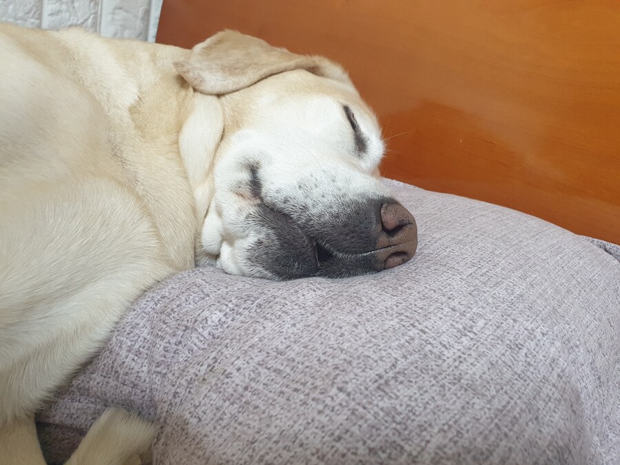 무슨무슨법에 따라 개와 고양이 짤은 열장…_3.jpg