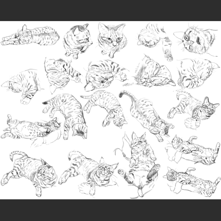 우리집 고등어고양이 보고가셈(feat.Ai어쩌구)_10.png