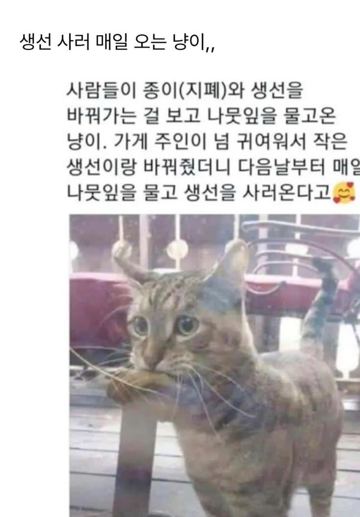 사람들이 생선을 구매 하는걸 본 고양이.jpg