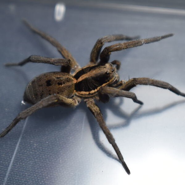 SCP) 거미 당신도 기립하시오!_2.png