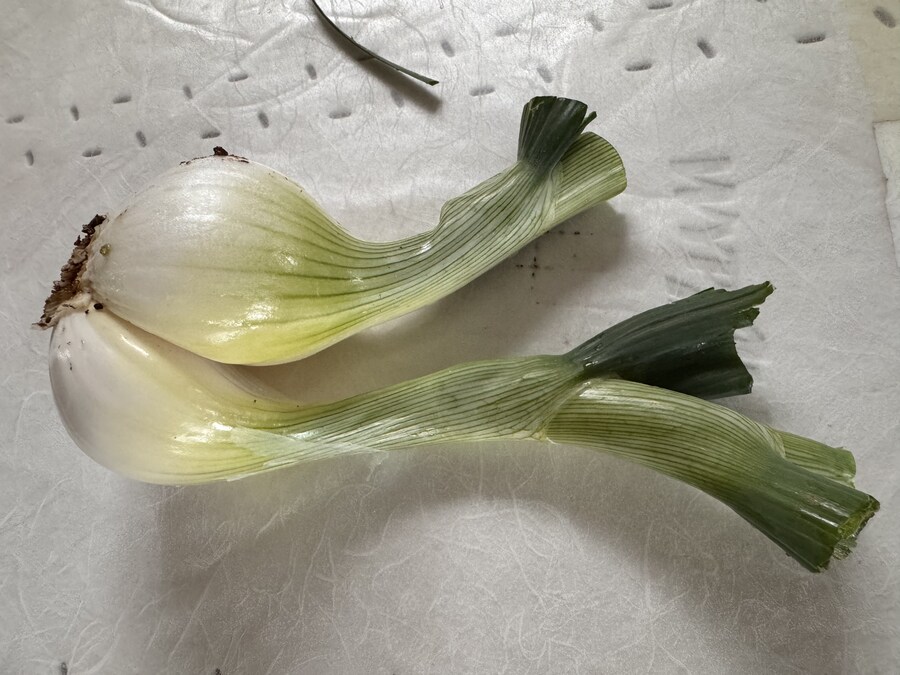 우리집 요염양파좀 보고가삼!_1.jpg