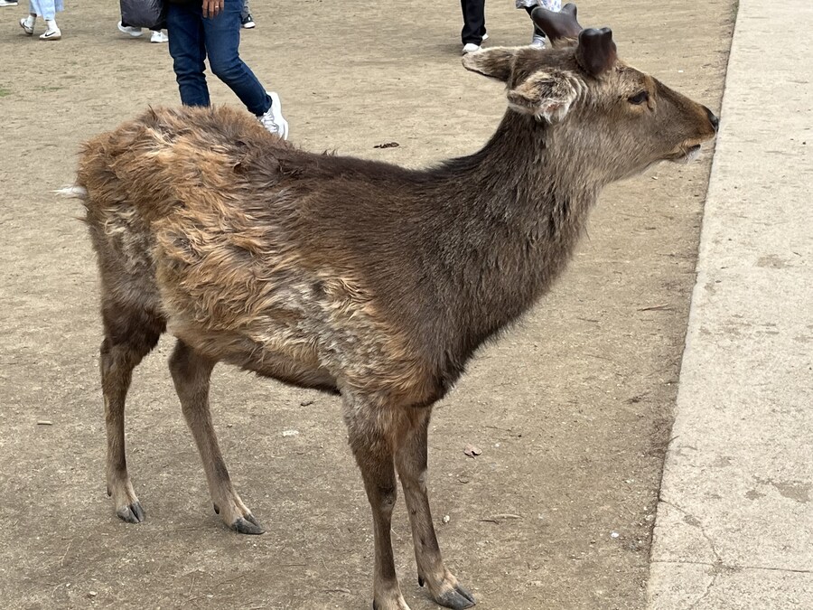 일본여행 - 오사카 ,시즈오카 후지산_8.jpg