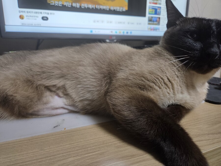 우리집 고양이는 고양이가 아니라 스컹크 비스무리였다!!!_2.jpg