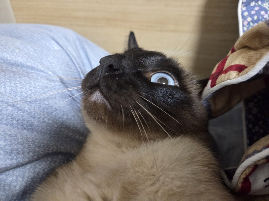 우리집 고양이는 고양이가 아니라 스컹크 비스무리였다!!!_3.jpg