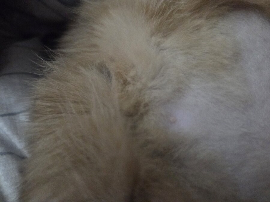 우리집 고양이는 고양이가 아니라 스컹크 비스무리였다!!!_4.jpg