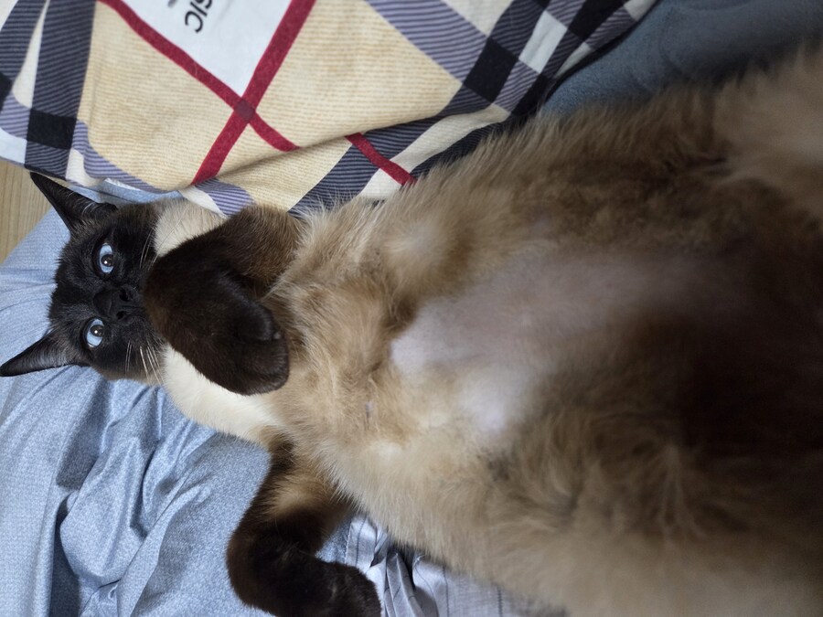 우리집 고양이는 고양이가 아니라 스컹크 비스무리였다!!!_6.jpg