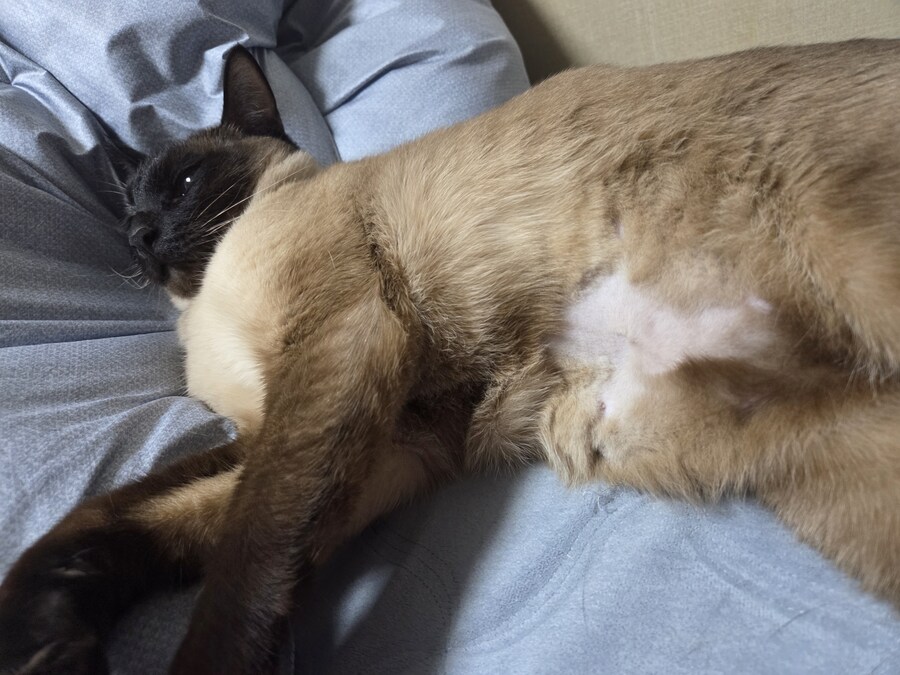 우리집 고양이는 고양이가 아니라 스컹크 비스무리였다!!!_7.jpg