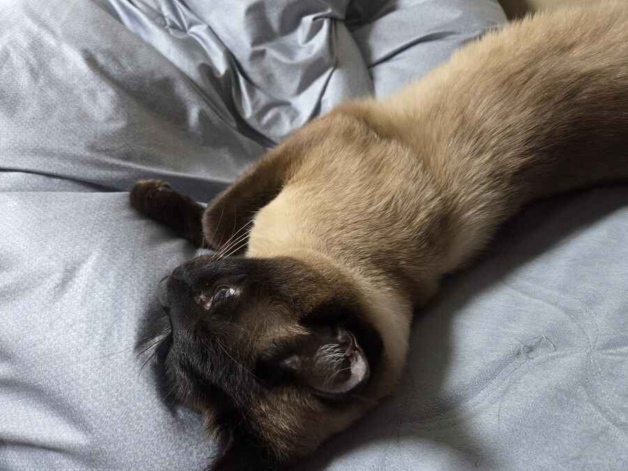 우리집 고양이는 고양이가 아니라 스컹크 비스무리였다!!!_8.jpg