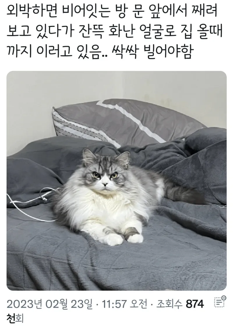 얼굴이 표독해진 고양이.jpg_1.webp