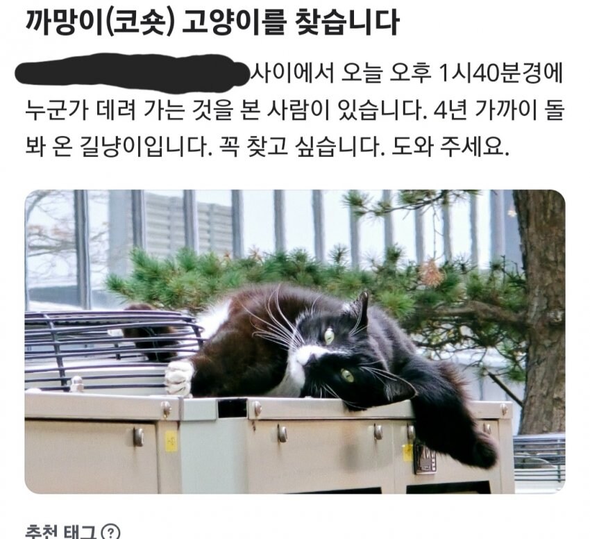 고양이를 잃어버려 글을 올린 사람