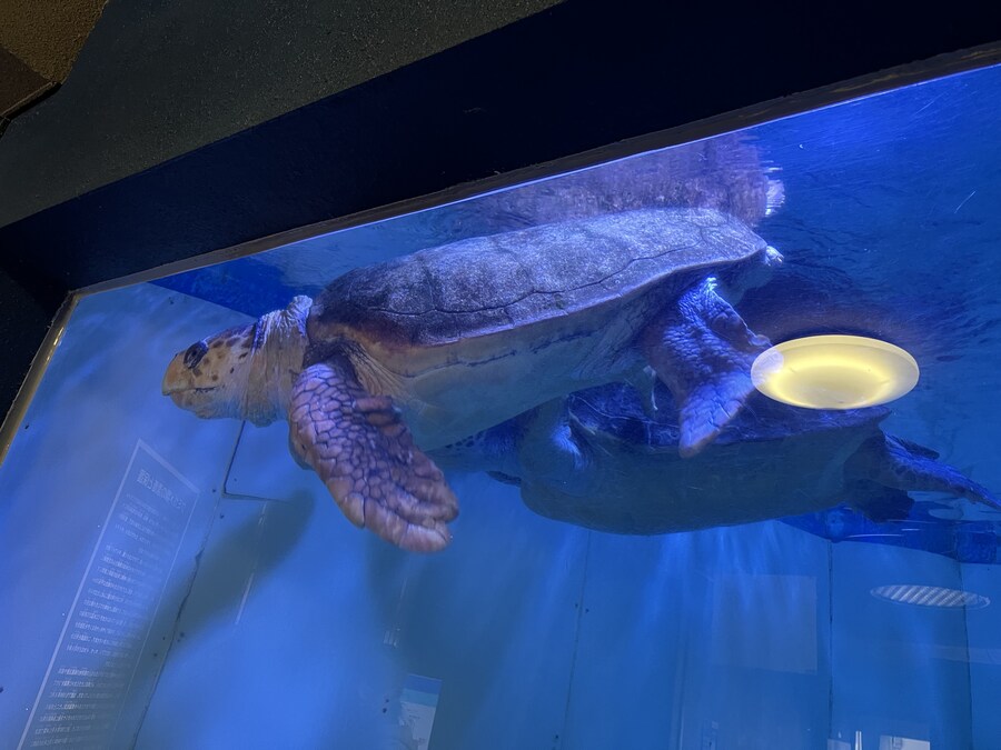 일본여행 - 나이가타시 ,아이야마시, 노지리 호수_5.jpg