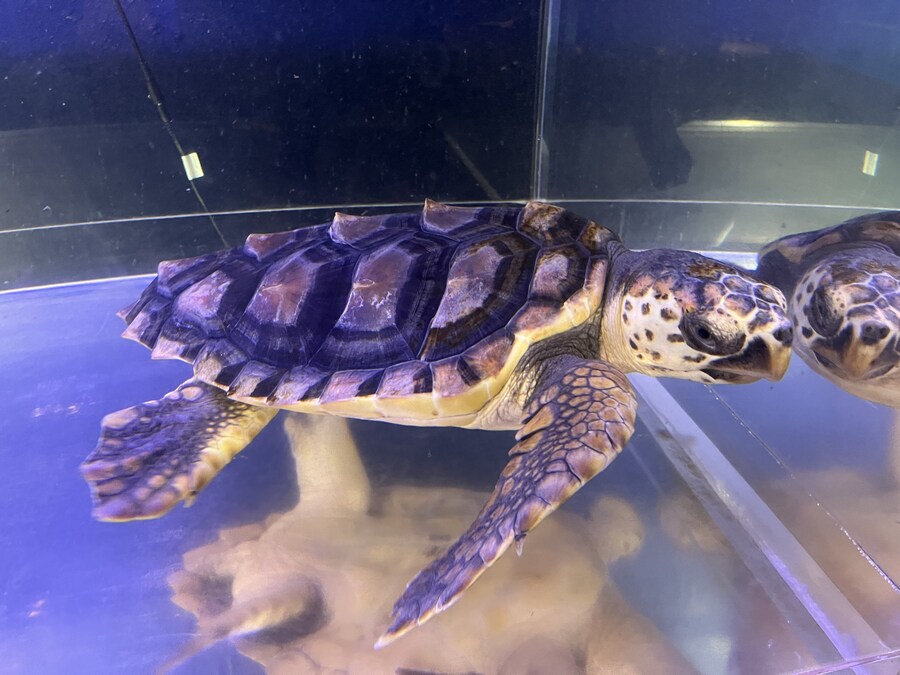 일본여행 - 나이가타시 ,아이야마시, 노지리 호수_8.jpg