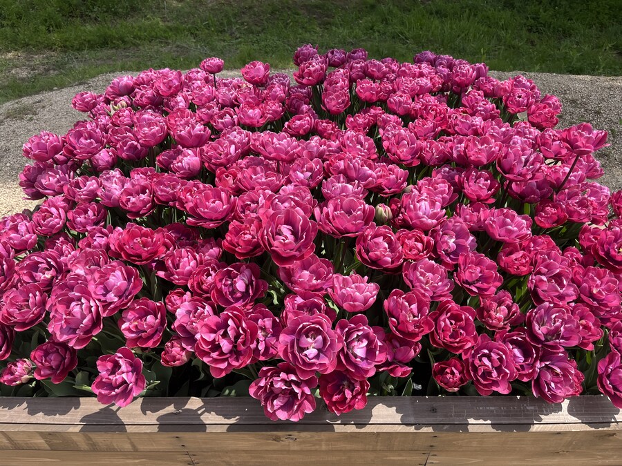 일본여행 - 세라 고원 농장, 한국 복귀_18.jpg