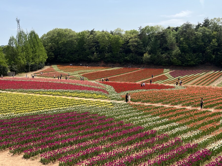 일본여행 - 세라 고원 농장, 한국 복귀_19.jpg