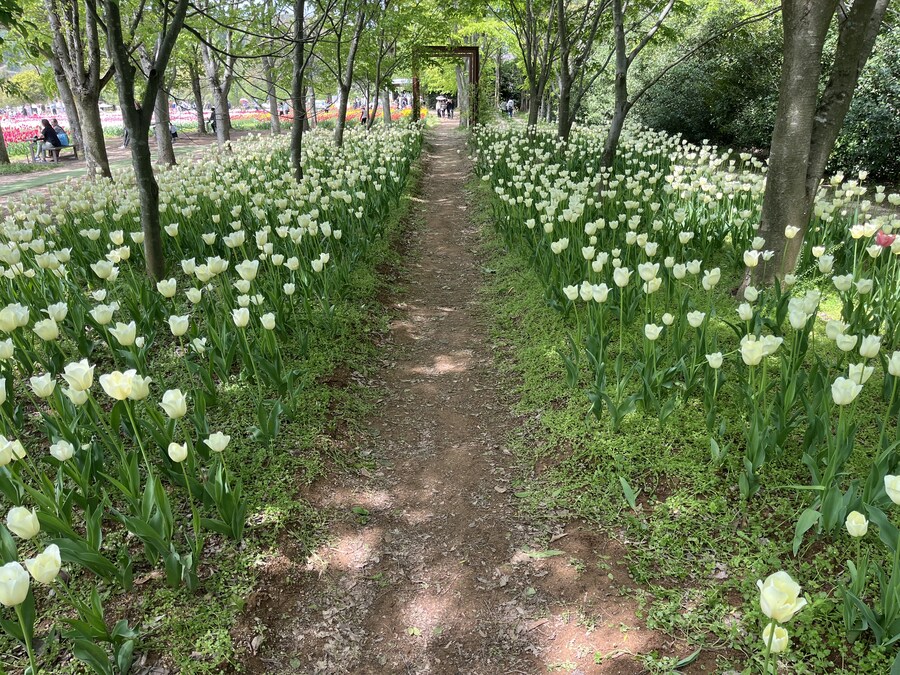 일본여행 - 세라 고원 농장, 한국 복귀_20.jpg