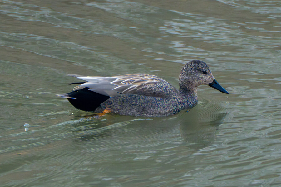 뒤늦게 올리는 3월 화성호 탐조_6.jpg