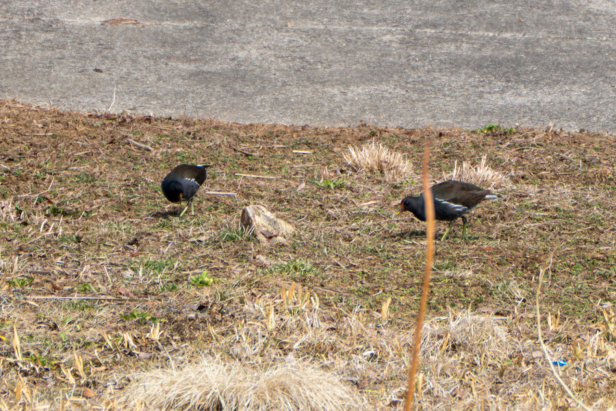 뒤늦게 올리는 3월 화성호 탐조_20.jpg