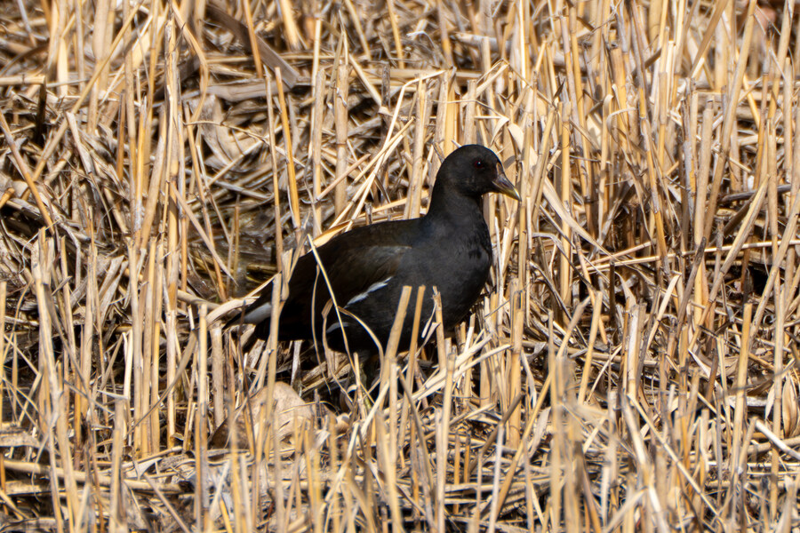 뒤늦게 올리는 3월 화성호 탐조_21.jpg