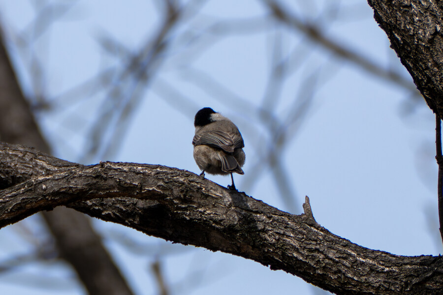 뒤늦게 올리는 3월 화성호 탐조_25.jpg