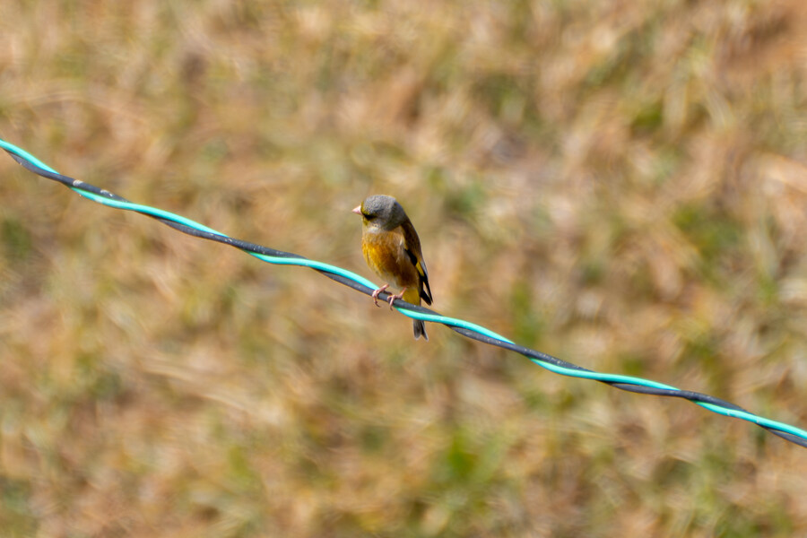 뒤늦게 올리는 3월 화성호 탐조_27.jpg