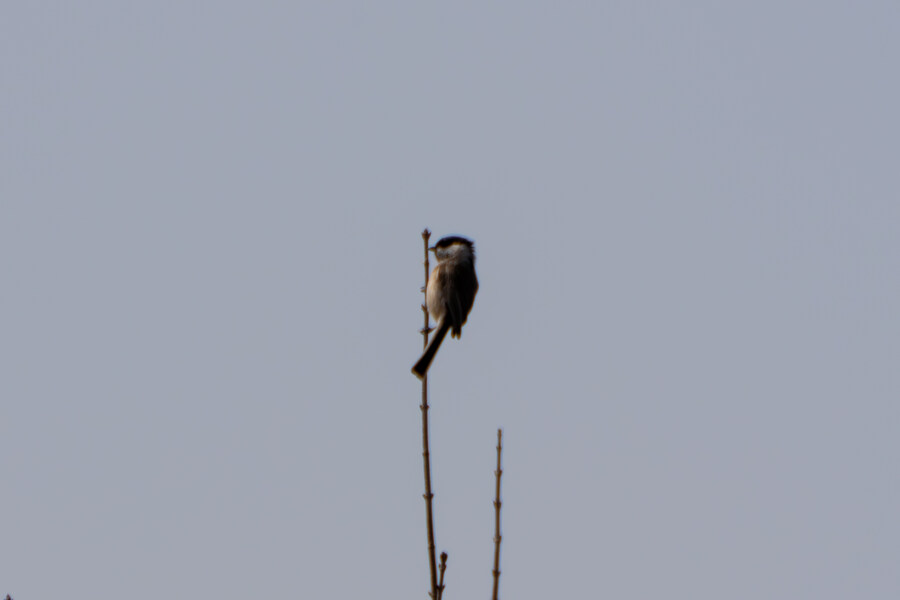 뒤늦게 올리는 3월 화성호 탐조_28.jpg