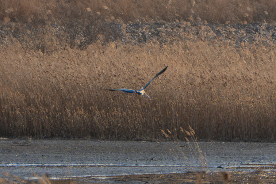 뒤늦게 올리는 3월 화성호 탐조_47.jpg