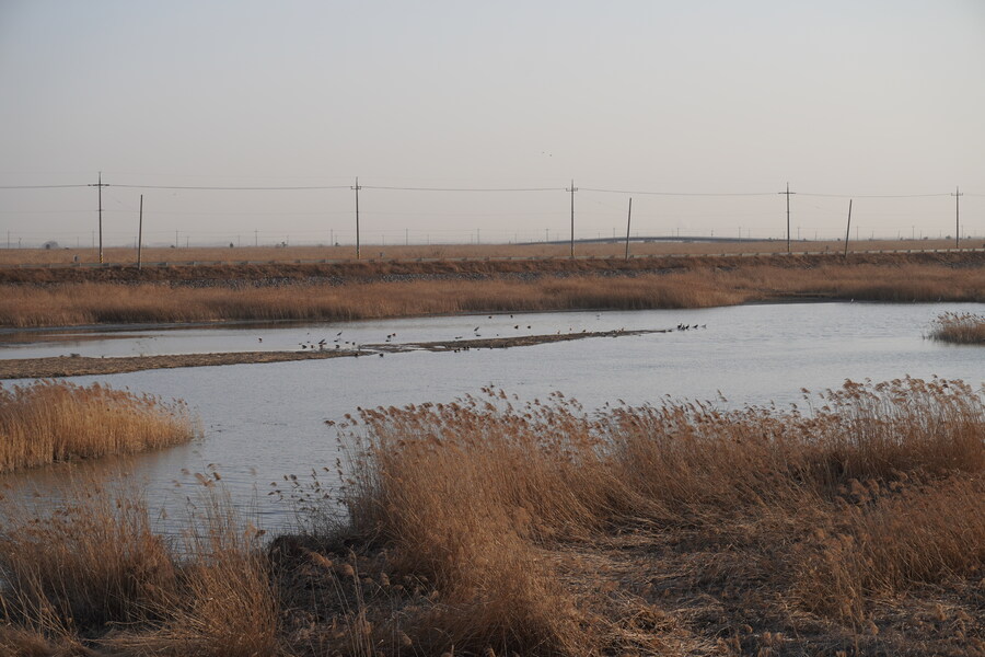 뒤늦게 올리는 3월 화성호 탐조_49.jpg