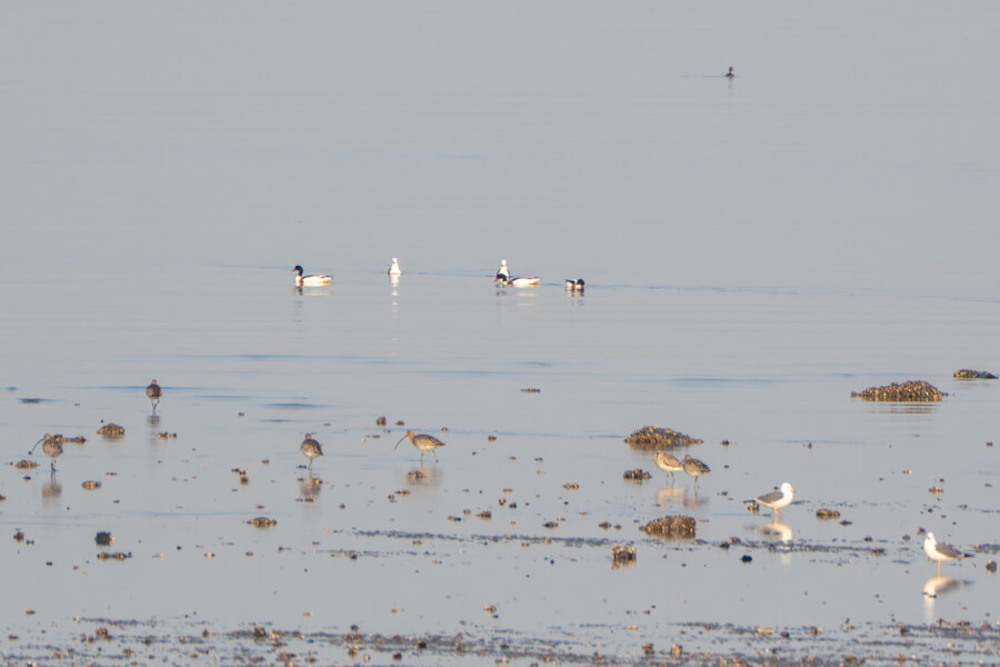 뒤늦게 올리는 3월 화성호 탐조_66.jpg