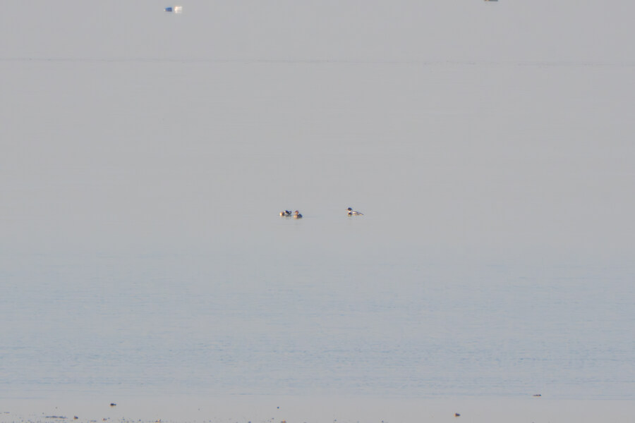 뒤늦게 올리는 3월 화성호 탐조_67.jpg