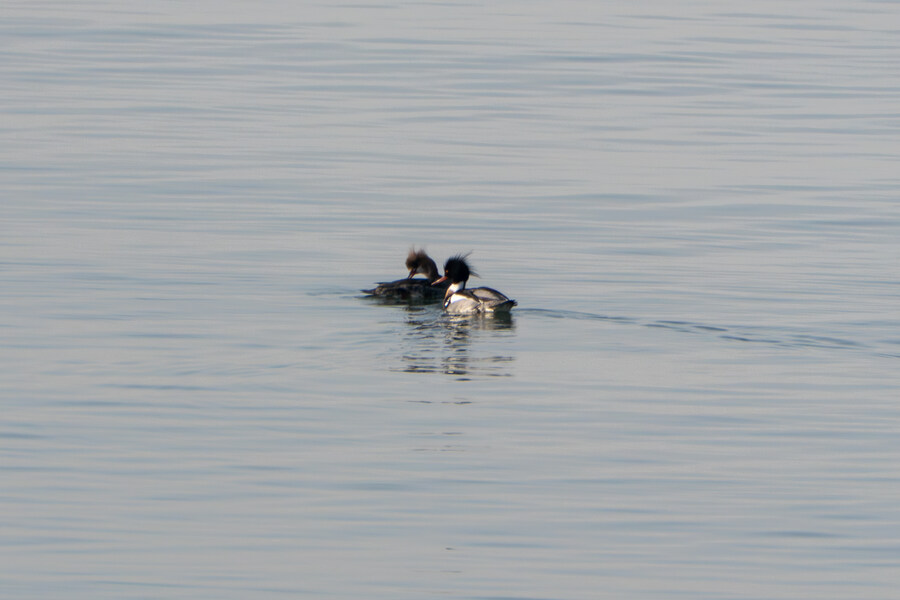 뒤늦게 올리는 3월 화성호 탐조_77.jpg