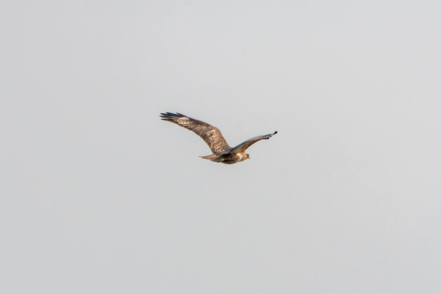 뒤늦게 올리는 3월 화성호 탐조_88.jpg