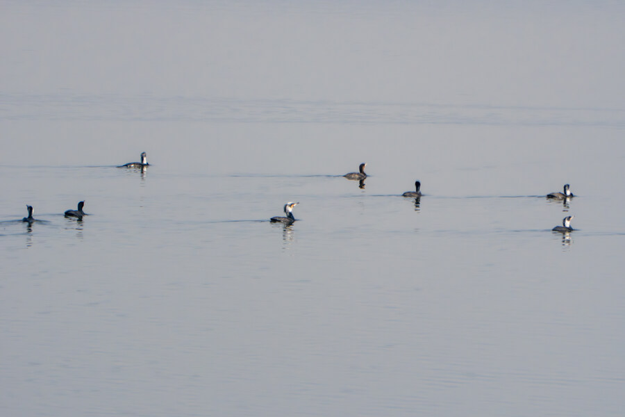 뒤늦게 올리는 3월 화성호 탐조_91.jpg