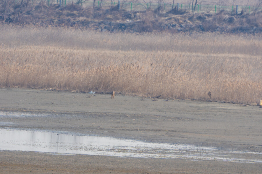 뒤늦게 올리는 3월 화성호 탐조_94.jpg