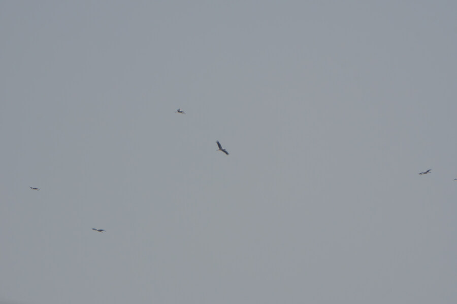 뒤늦게 올리는 3월 화성호 탐조_106.jpg