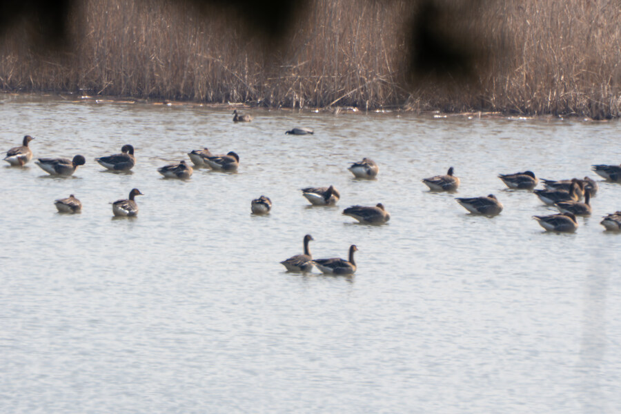 뒤늦게 올리는 3월 화성호 탐조_107.jpg