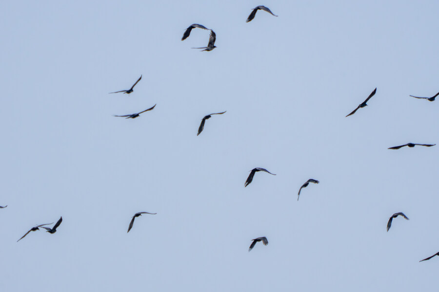 뒤늦게 올리는 3월 화성호 탐조_116.jpg