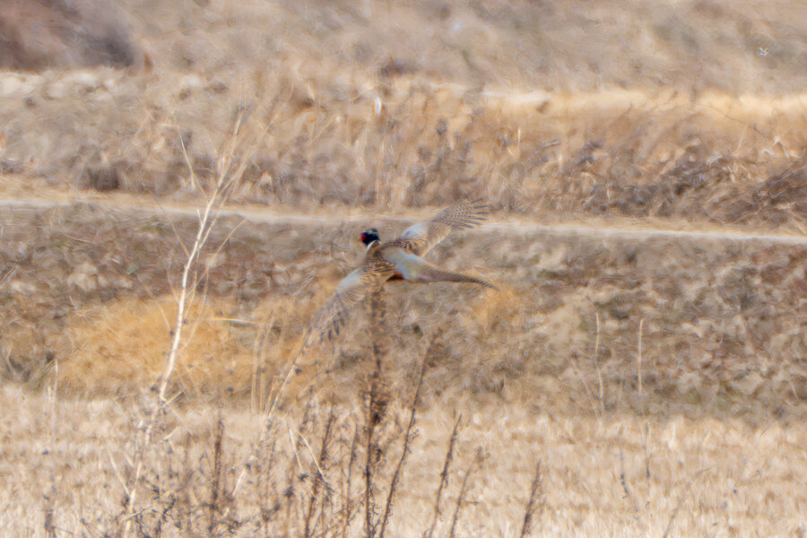 뒤늦게 올리는 3월 화성호 탐조_118.jpg